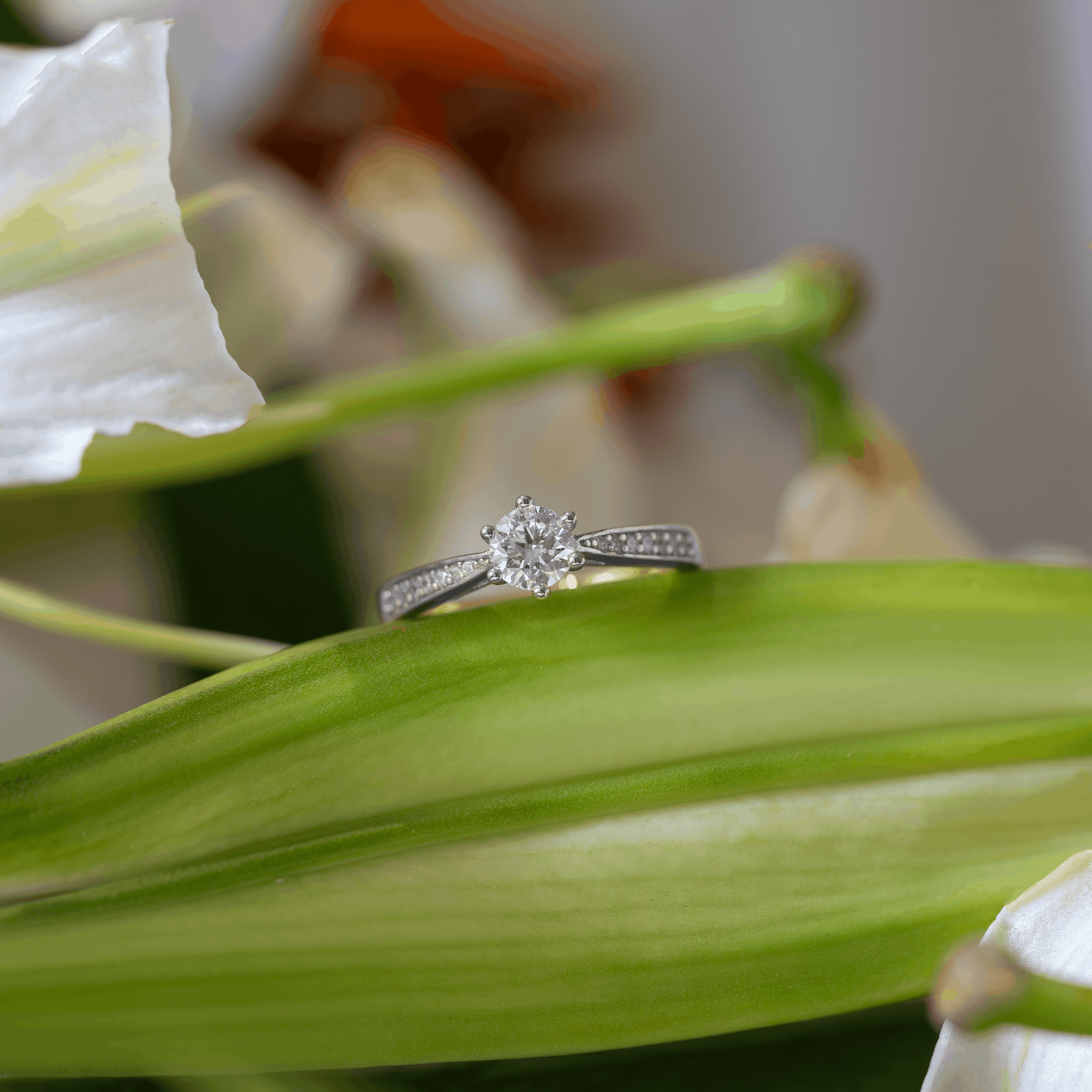 Aveline Cathedral Pavé Ring (Diamond)