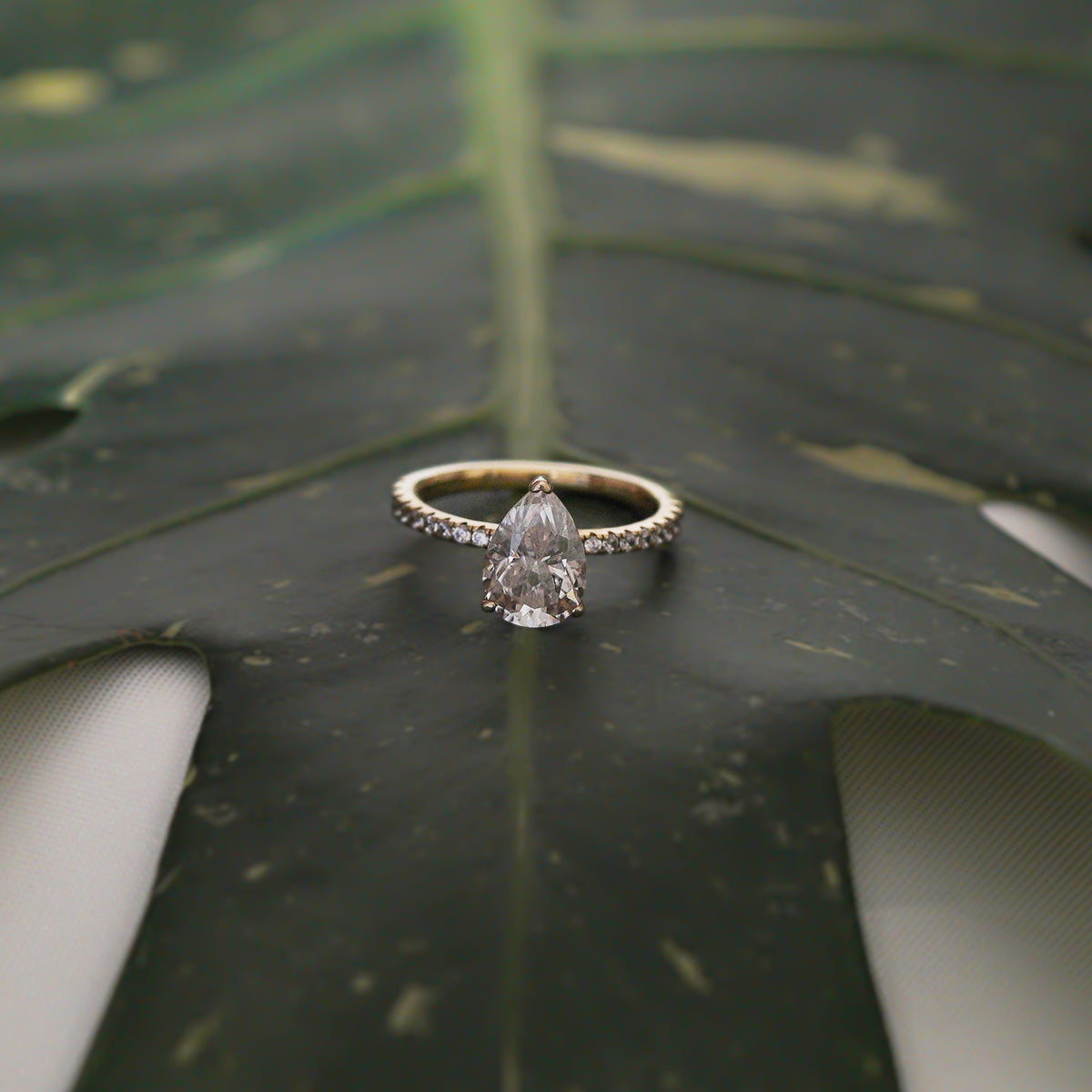 Pear Cut Pavé Ring