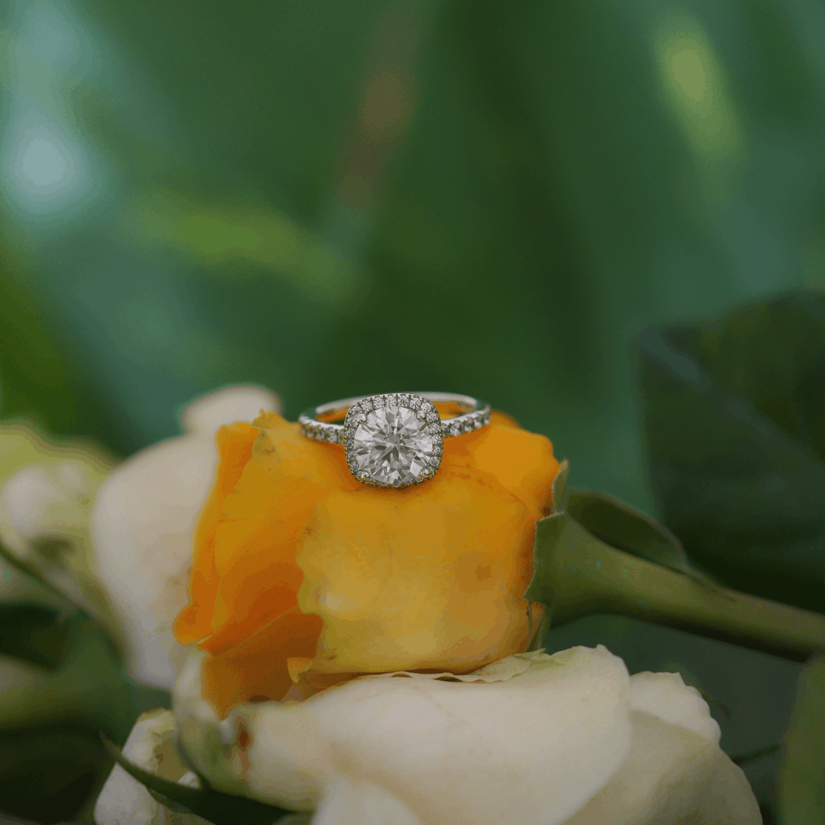 Round Halo Pavé Ring