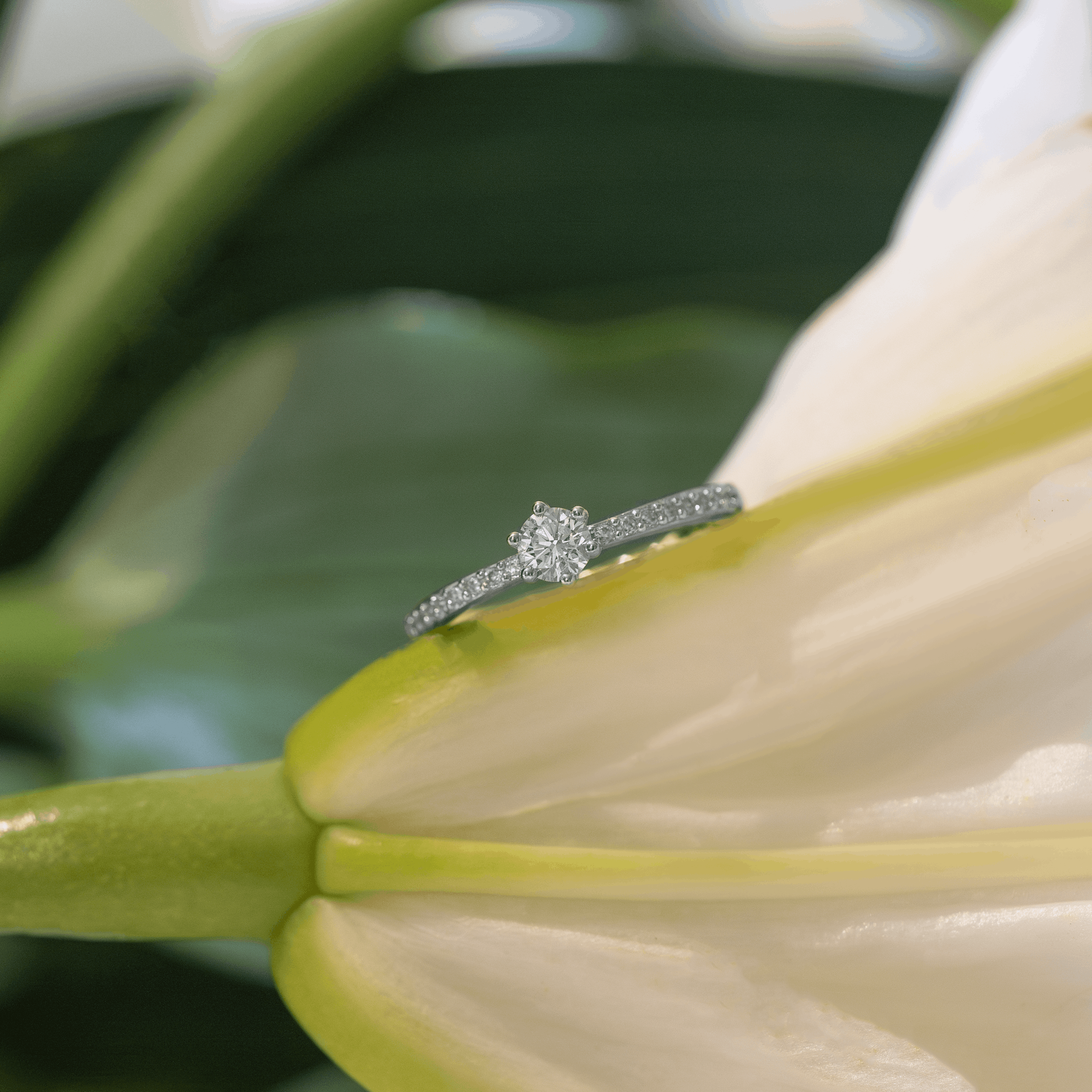 Lucienné Pavé Ring (Diamond)