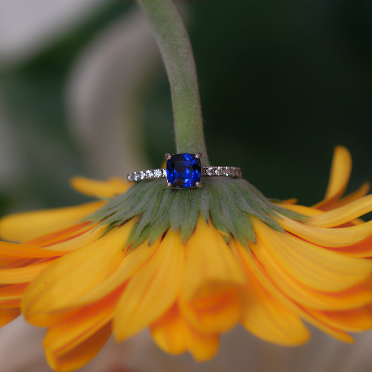 Cushion Pavé Ring (Sapphire)