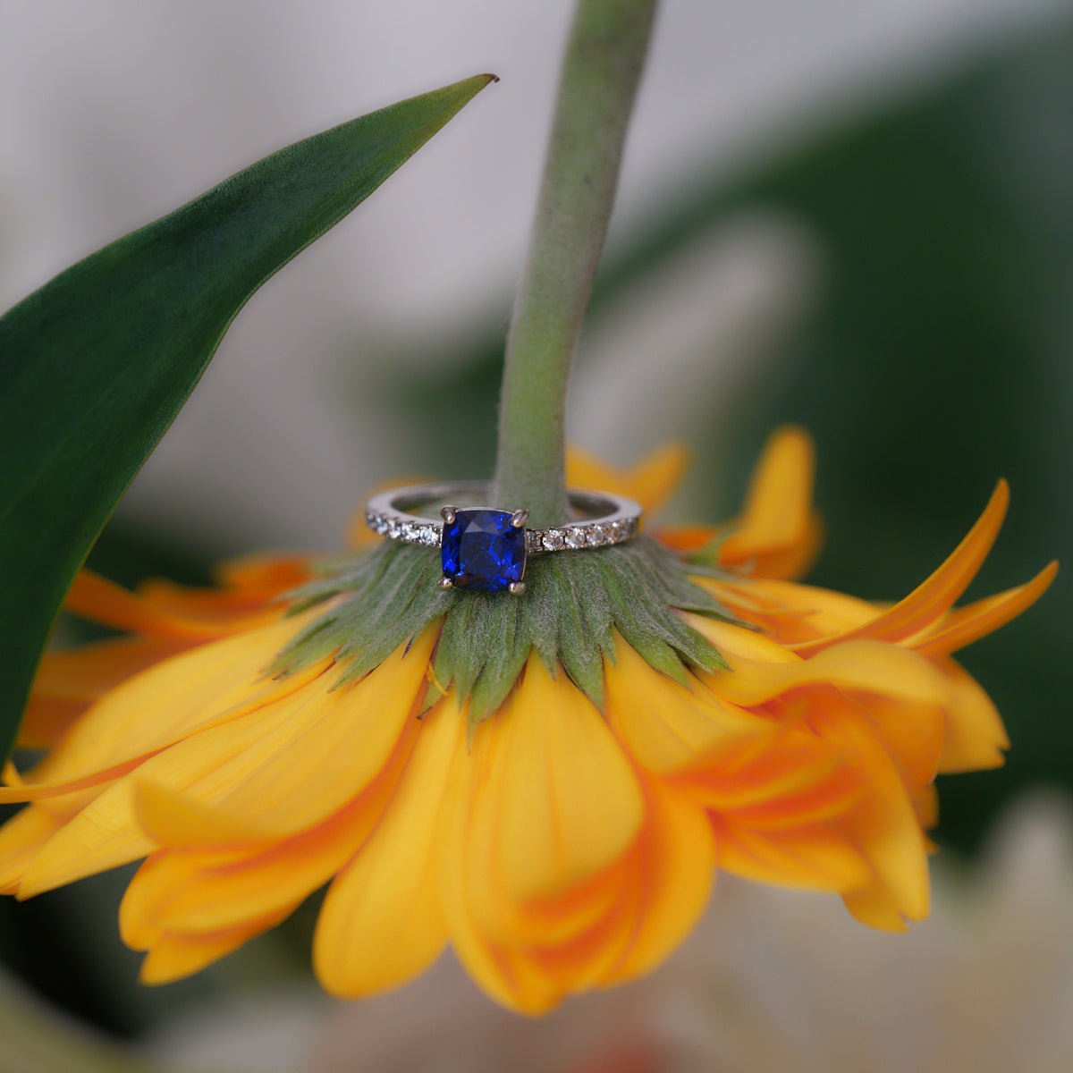 Cushion Pavé Ring (Sapphire)